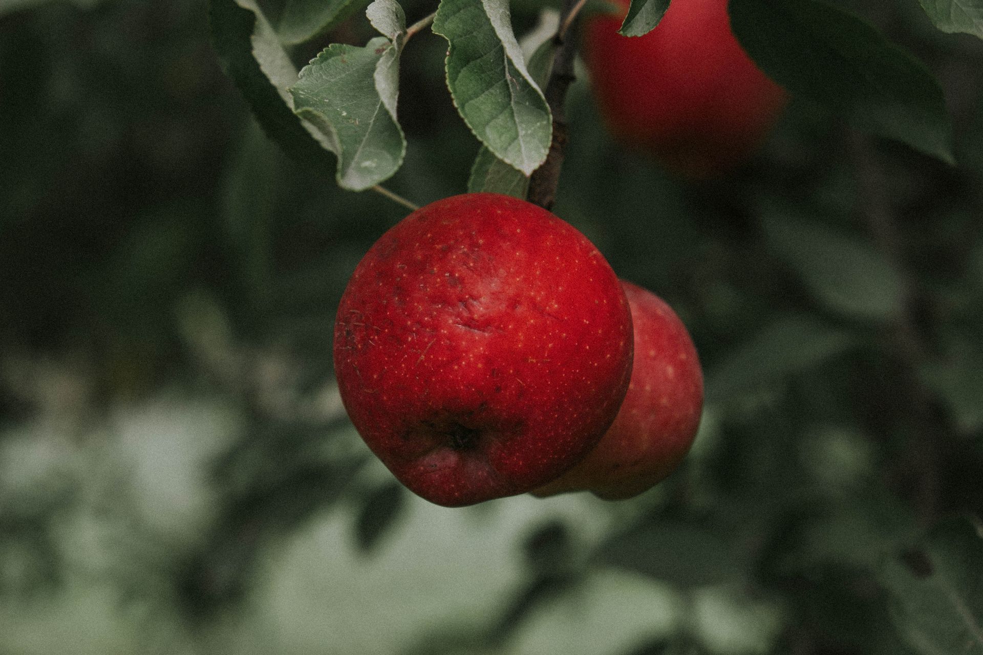 Close-up of vibrant red apples hanging from a tree branch, symbolizing fresh produce in Góis, Portugal.