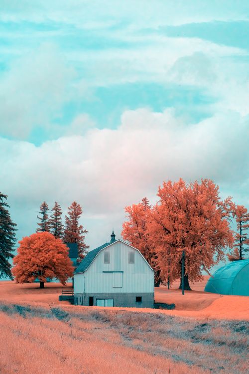 Free A vibrant autumn scene with a barn and colorful trees in Elgin, MN. Stock Photo