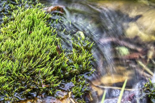 Free Lush green moss growing beside a gently flowing stream in Beaver, Minnesota. Stock Photo