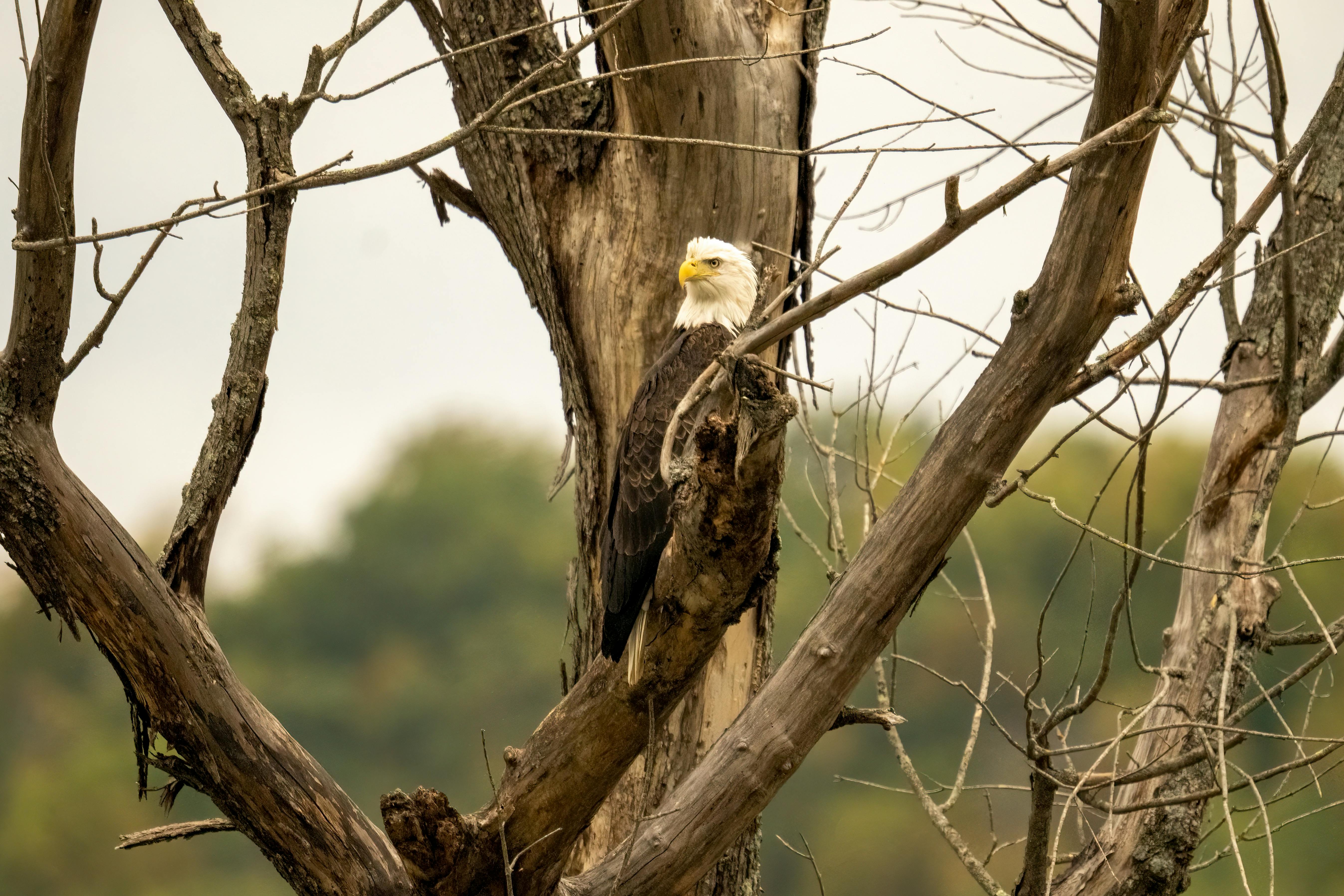 Photo of Bald Eagles ?? Free Stock Photo