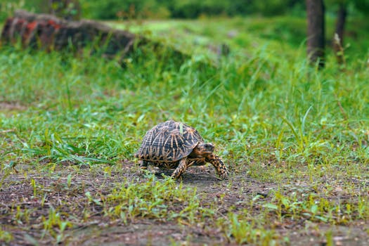 A close-up of an Indian Star Tortoise crawling on grassy terrain in Thol, India.