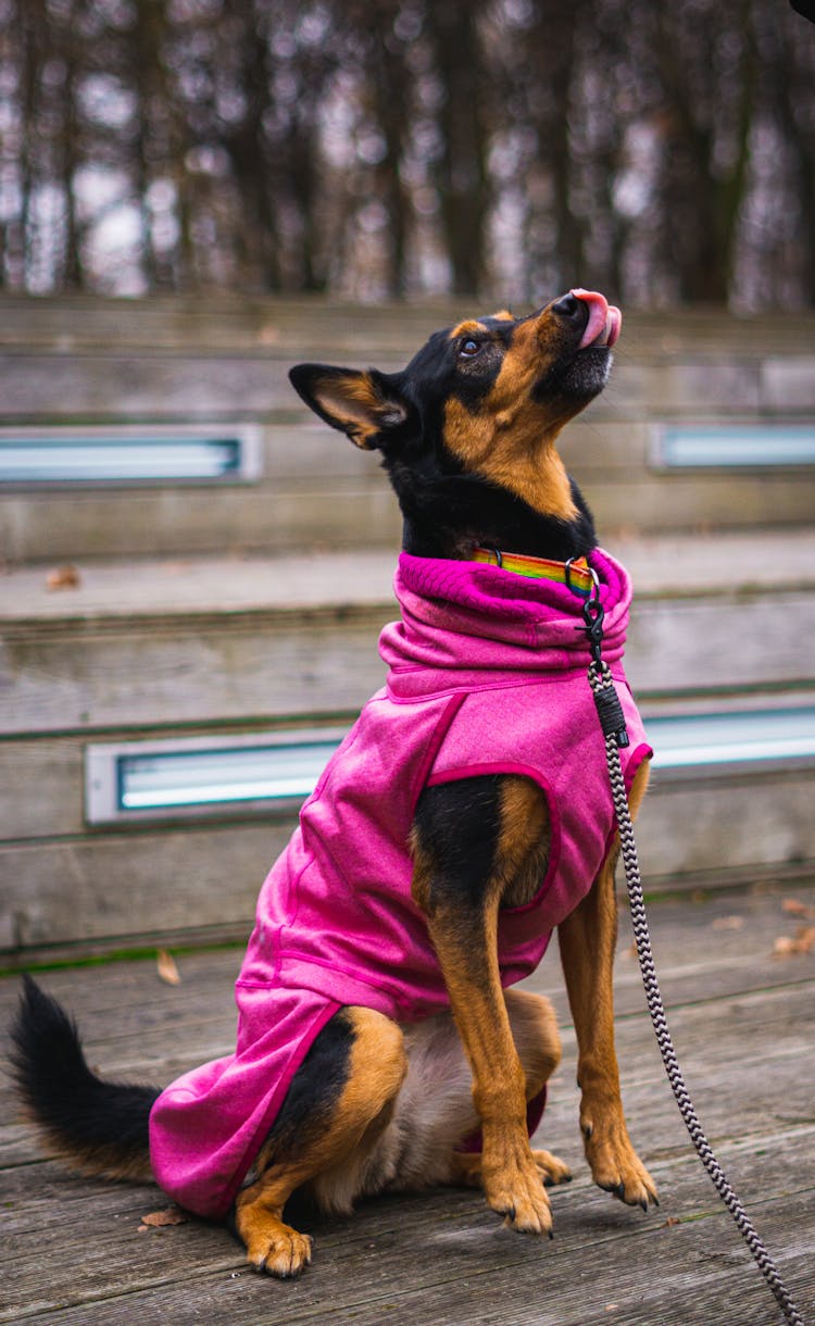 Dog Wearing Pink Sweater Jumping