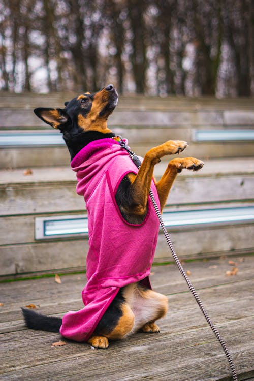 Brown and Black Dog Wearing Pink Clothes