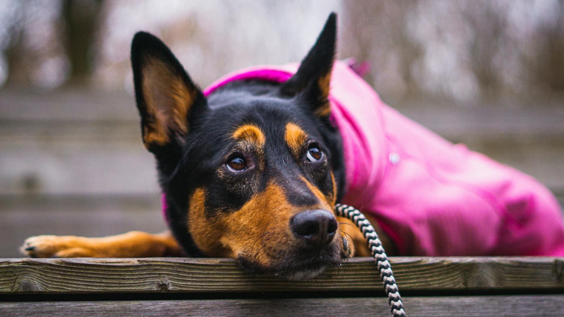 Een close-up van een Australische kelpie op een houten oppervlak