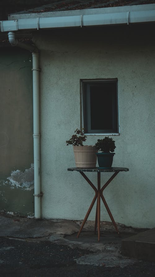 Potted Plants on the Table