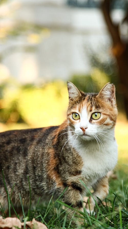 Brown and Gray Cat in Close-Up Photography