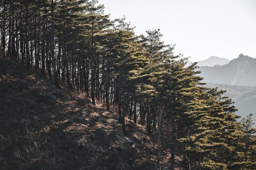 Foto stok gratis alam, fotografi alam, gunung