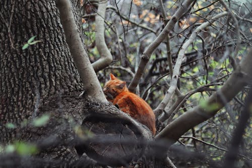 Fotobanka s bezplatnými fotkami na tému cicavec, hnedá mačka, roztomilý