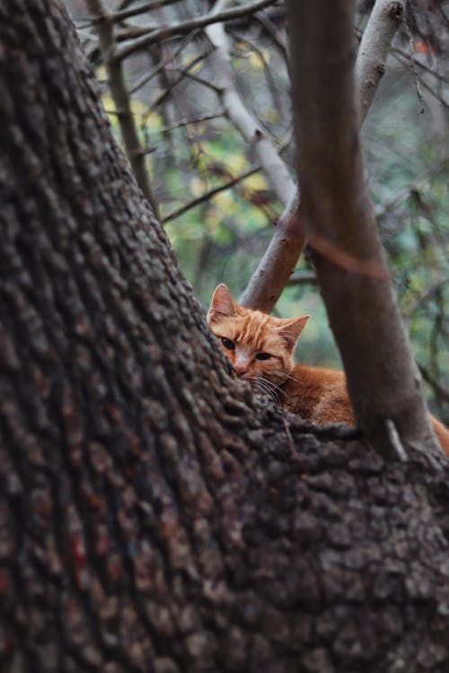 Fotobanka s bezplatnými fotkami na tému cicavec, hnedá mačka, roztomilý