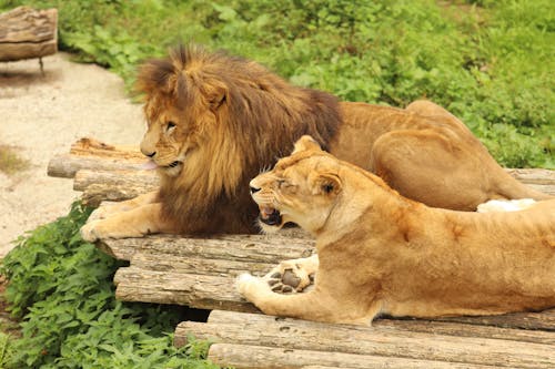 Lion Et Lionne