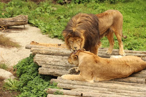 Photos gratuites de couché, fond d'écran, lion