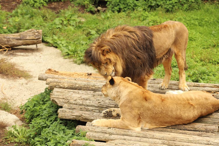 Lion And Lioness In The Zoo