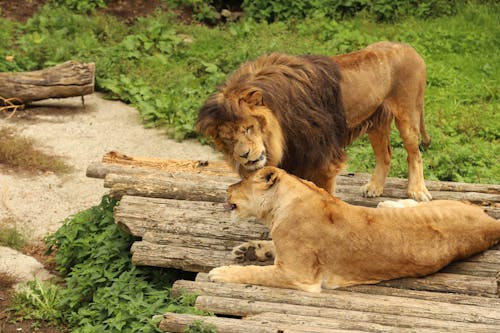 Photo of a Lion and a Lioness