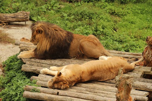 A Lion and  a Lioness on a Wooden Surface