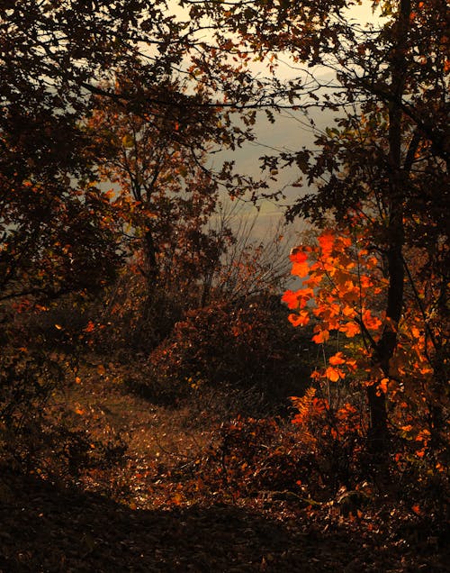 View of Trees and Shrubs in Autumnal Colors 