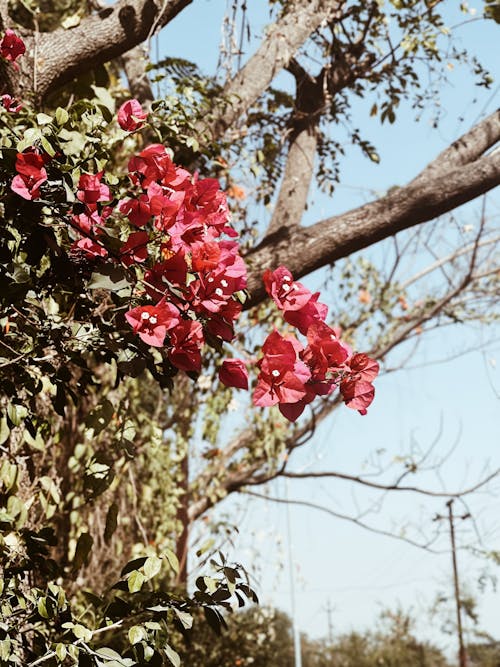 Flowers on a Tree