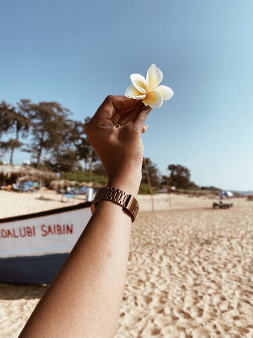 Hand Holding a Yellow Flower Head, and Sandy Beach with a Boat in Background