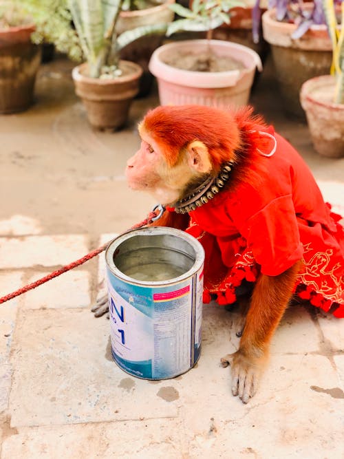 Kostenloses Stock Foto zu affe, affe sitzend, rote farbe