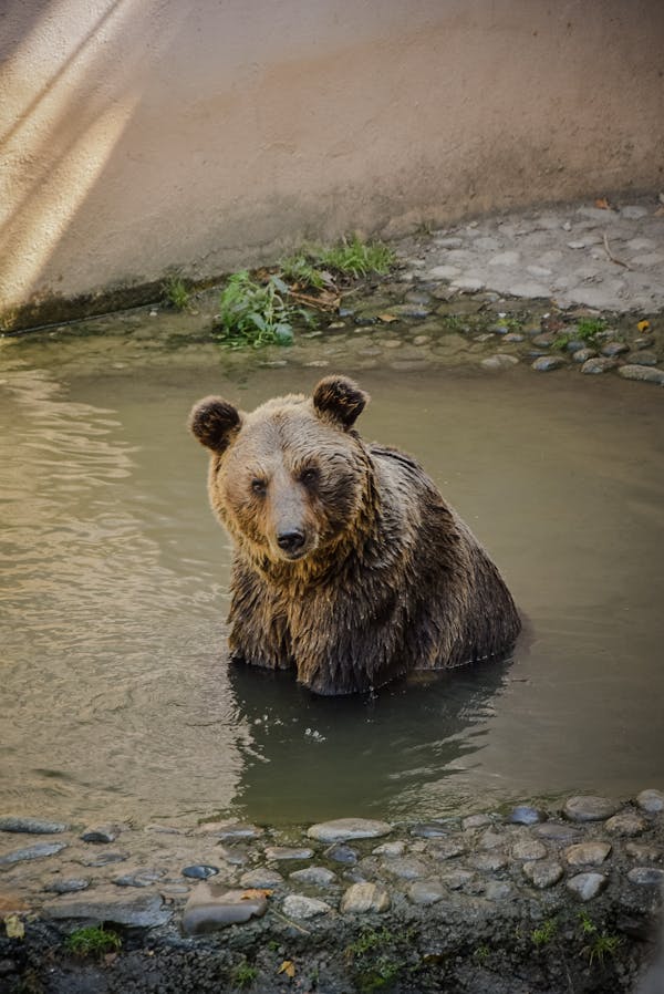 Brown Bear On Body Of Water