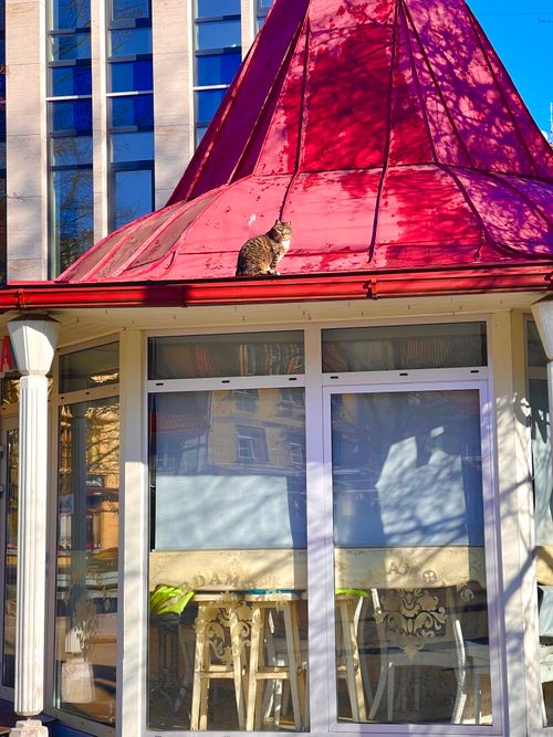 Free A cat sits atop a red roof of a café in sunny Riga, Latvia. Stock Photo