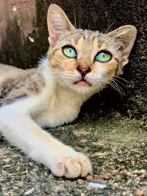 Kostnadsfri bild av afrika, avslappnad, bengal katt