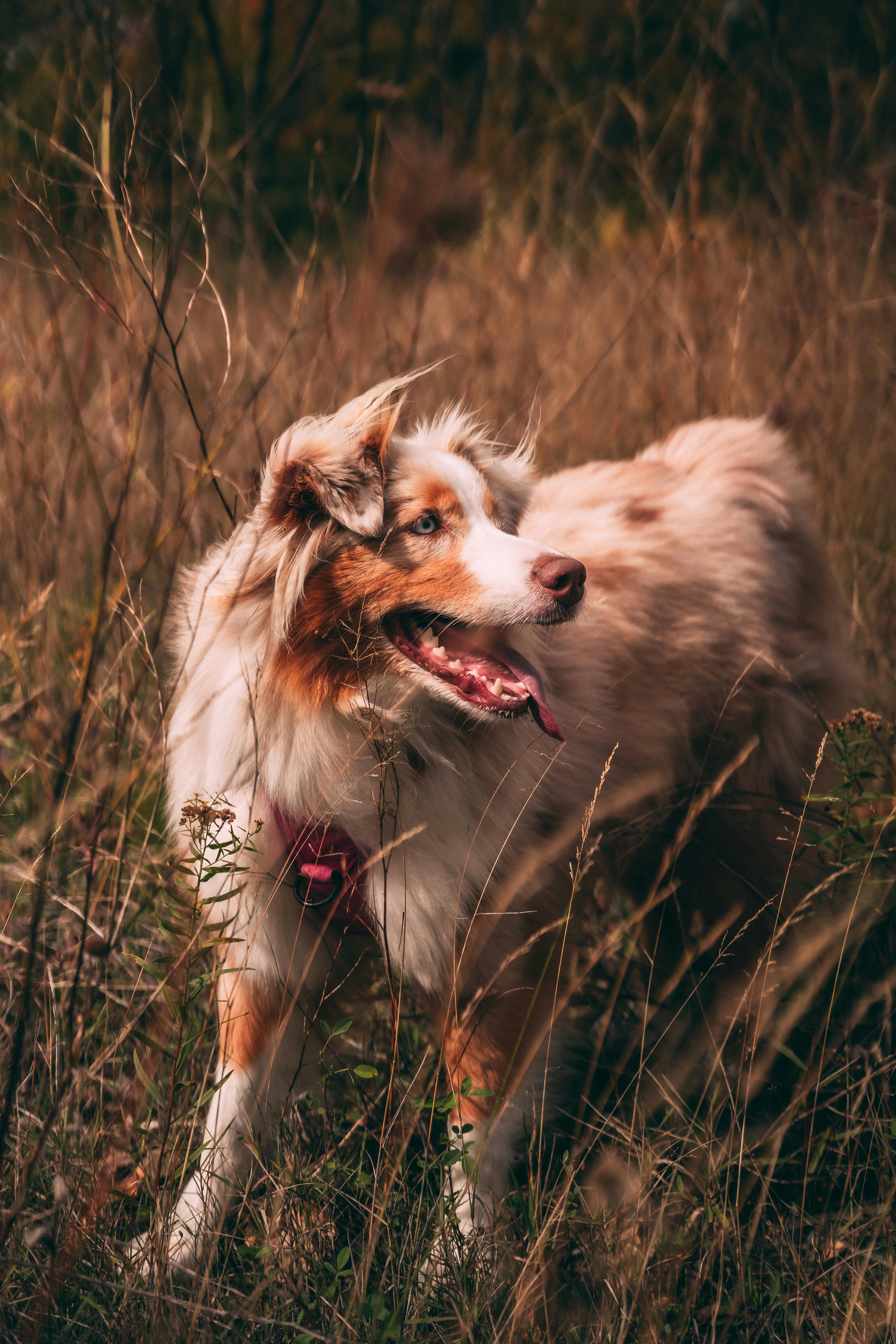 dog in grass