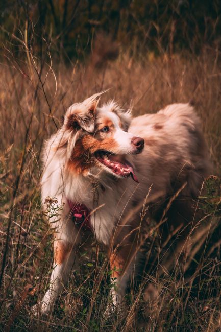Charming Australian Shepherd standing amidst tall grass in a vibrant autumn setting in Montreal.