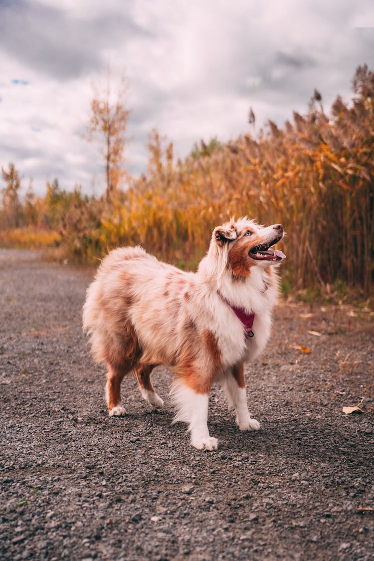 Dog Near Field