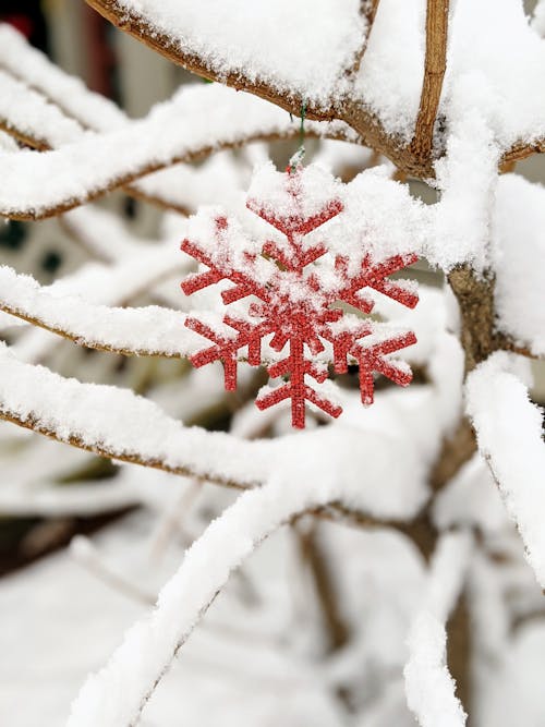 Closeup of a Snowed Tree with Red Snowflake Decoration