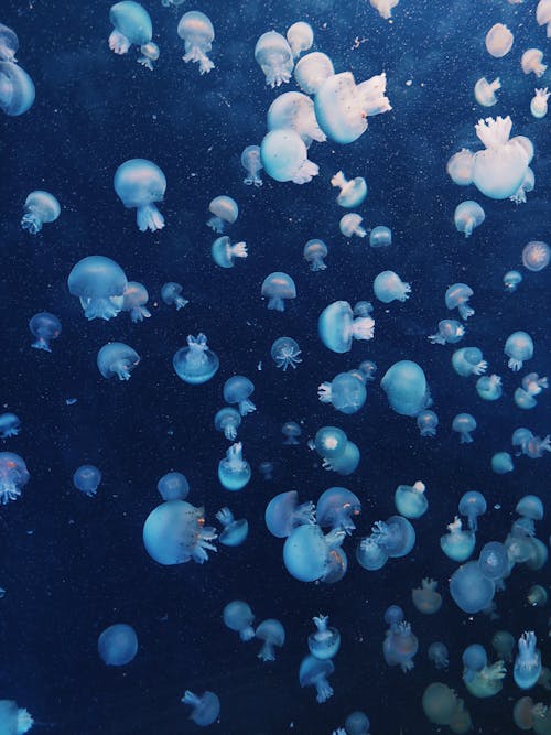 Immagine gratuita di medusa, poster, sfondo