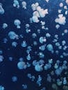 众多水母的迷人水下展示优雅地漂浮在深蓝色的大海中