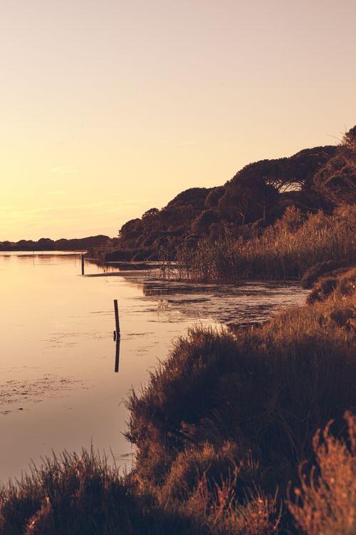 Free Tranquil lakeside view with reeds and trees at sunset, reflecting warm golden hues. Stock Photo