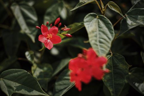 Free Close-up of vibrant red flowers surrounded by lush green leaves. Perfect for nature lovers. Stock Photo