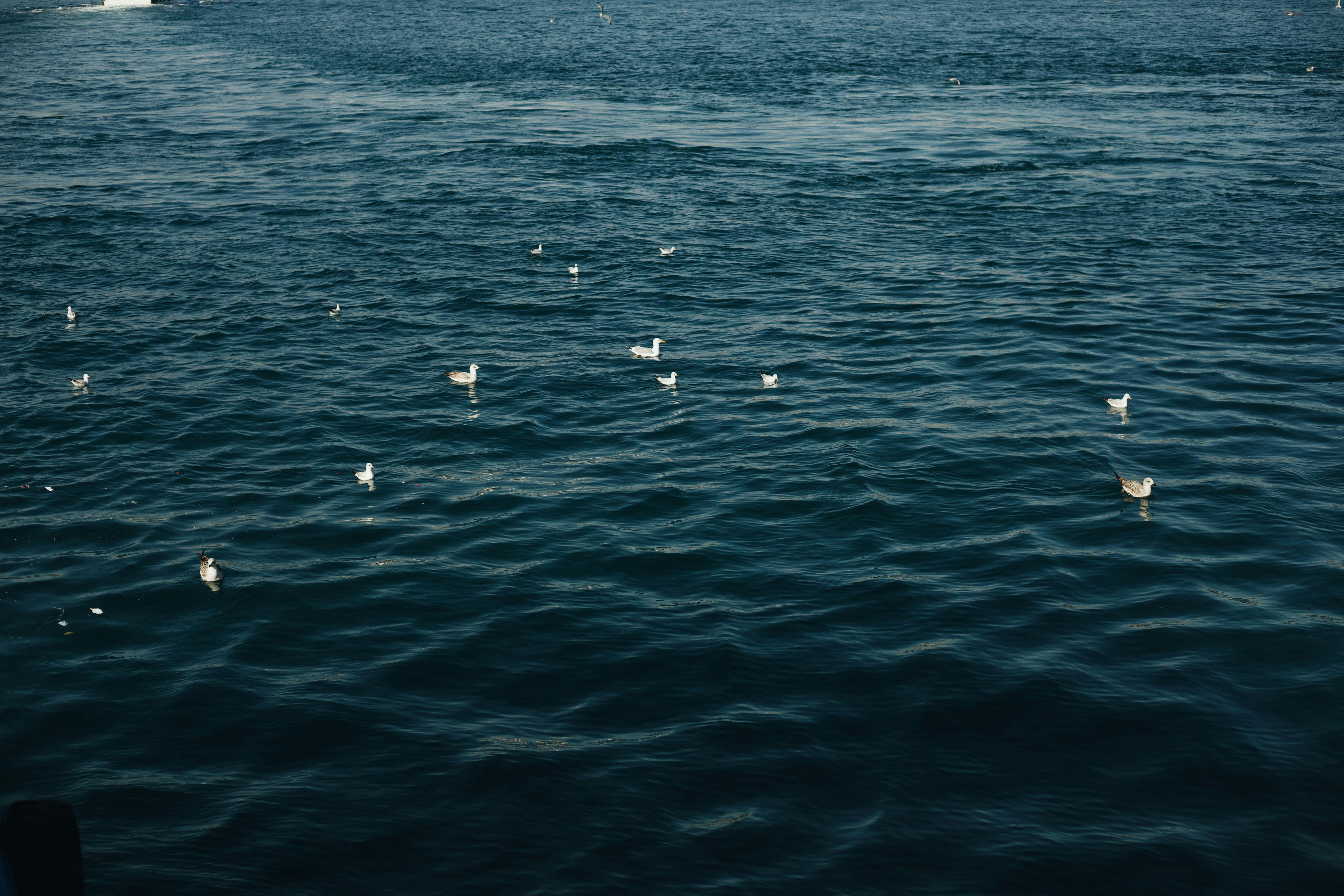 Gratuit Photos gratuites de aquatique, asie, aviaire Photos