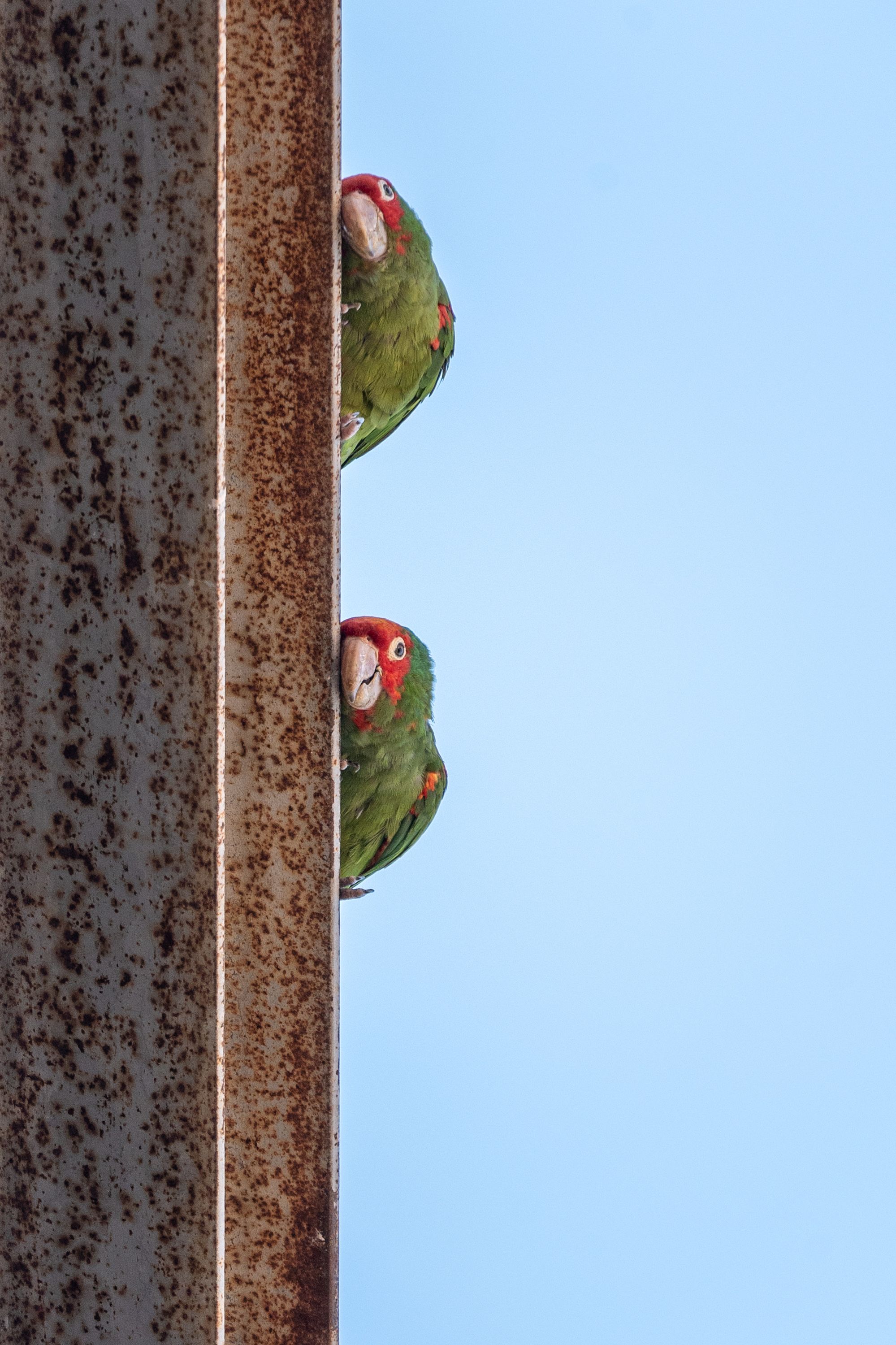 Red Masked Parakeet Photos, Download The BEST Free Red Masked Parakeet ...