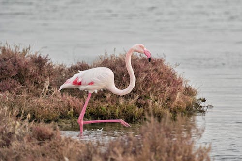 A Pink Flamingo in the Water 