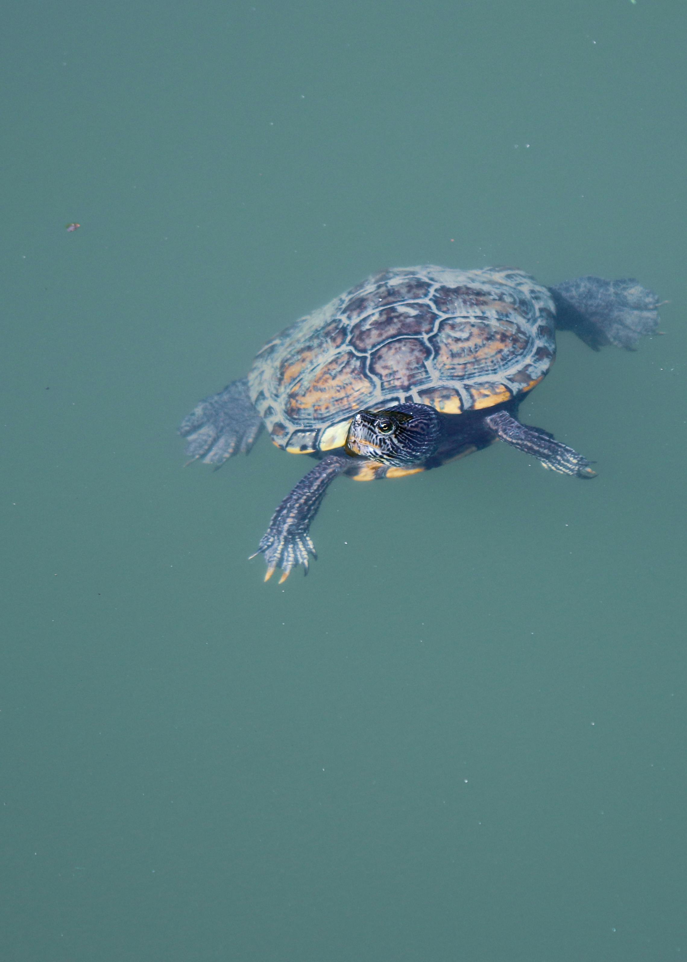 A Turtle in the Water · Free Stock Photo