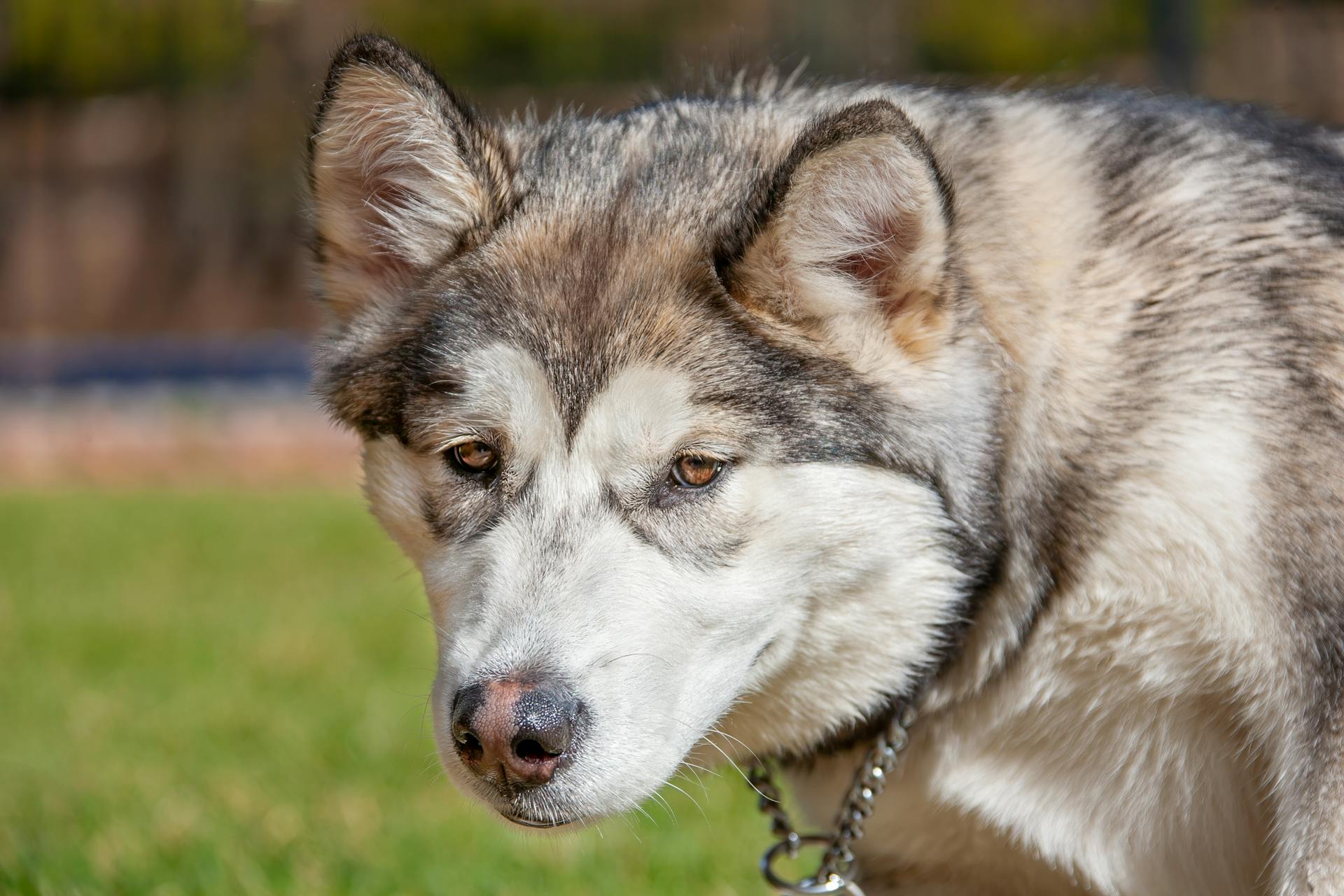 Vue rapprochée d'un Malamute de l'Alaska