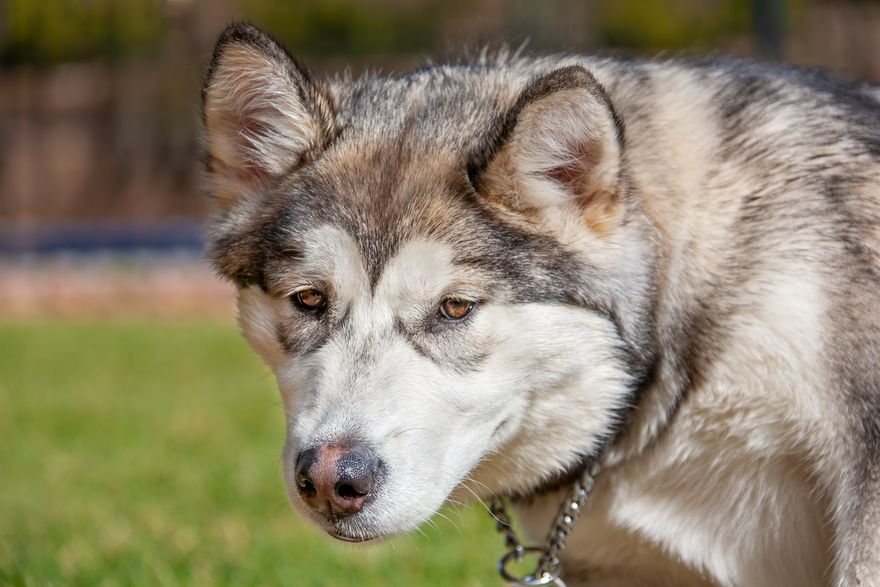 Close-up of an Alaskan Malamute with a thoughtful expression