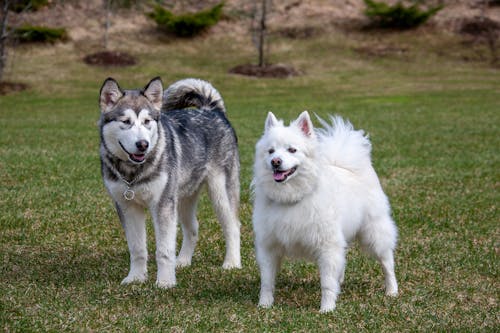 Alaskan Malamute Dog and American Eskimo Dog Standing on a Grass Field 
