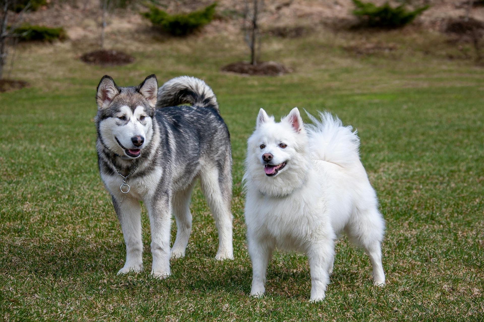 Alaskan Malamute Dog and American Eskimo Dog Standing on a Grass Field