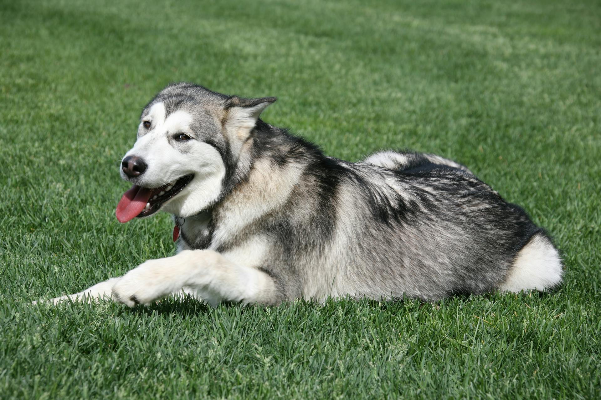 Een Alaskan Malamute die op het gras ligt