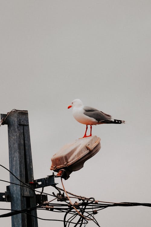 Seagull Sitting on Top of a Street Lamp 