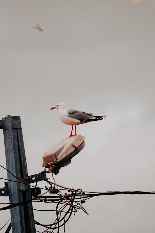 Photo of a Seagull on a Street Lamp Against a Cloudy Sky