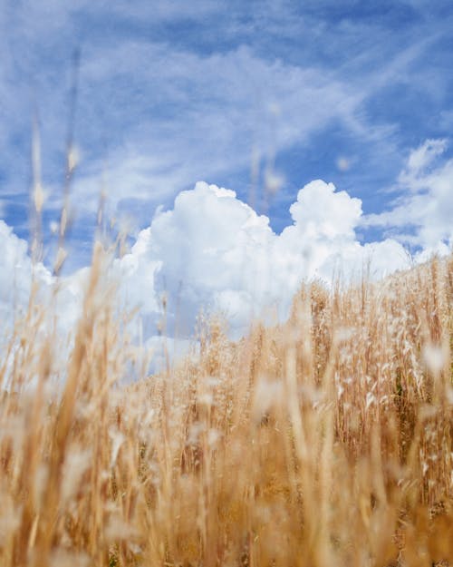 Clouds on a Blue Sky