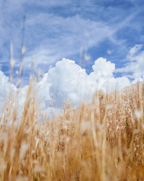 Free Vibrant image of golden wheat against a backdrop of fluffy clouds and a blue sky. Stock Photo