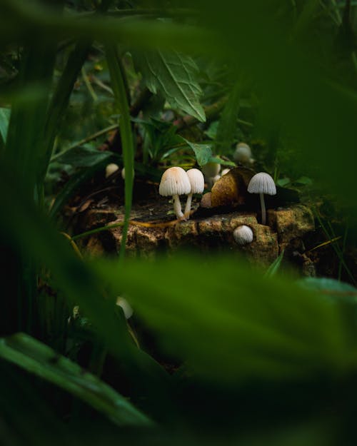 Základová fotografie zdarma na téma houby, kmen stromu, muchomůrky