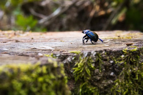 Free stock photo of autumn, beetle, forest