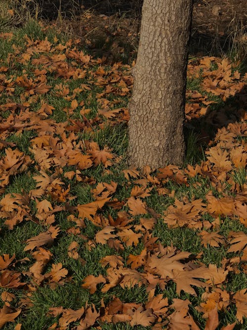 Fallen Maple Leaves on Grass
