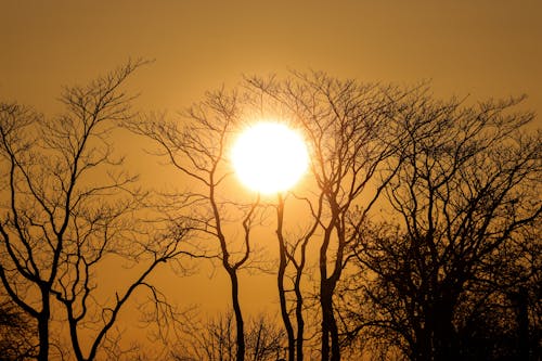 Free Sun between Bare Trees  Stock Photo